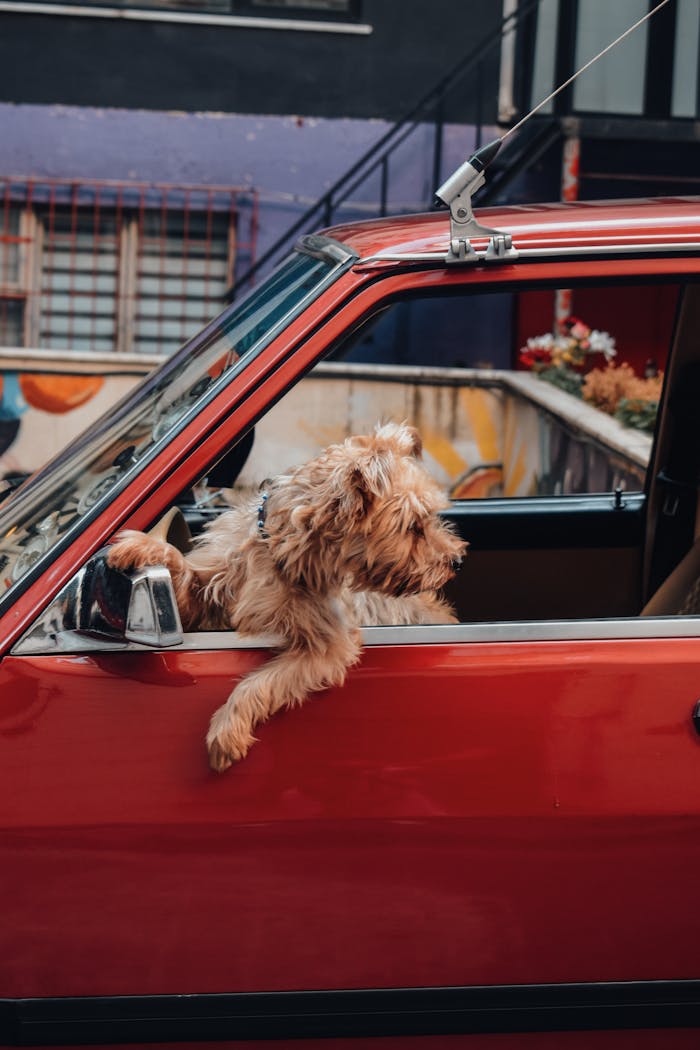 A cute dog leans out of a car window, enjoying the city view on a sunny day.