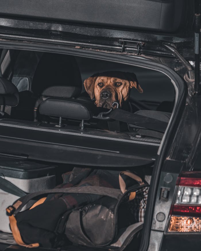 Dog peeking from a car trunk with luggage, road trip preparation.